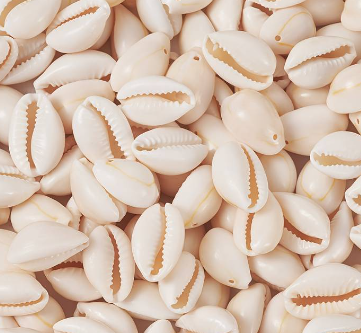 large white cowrie shell