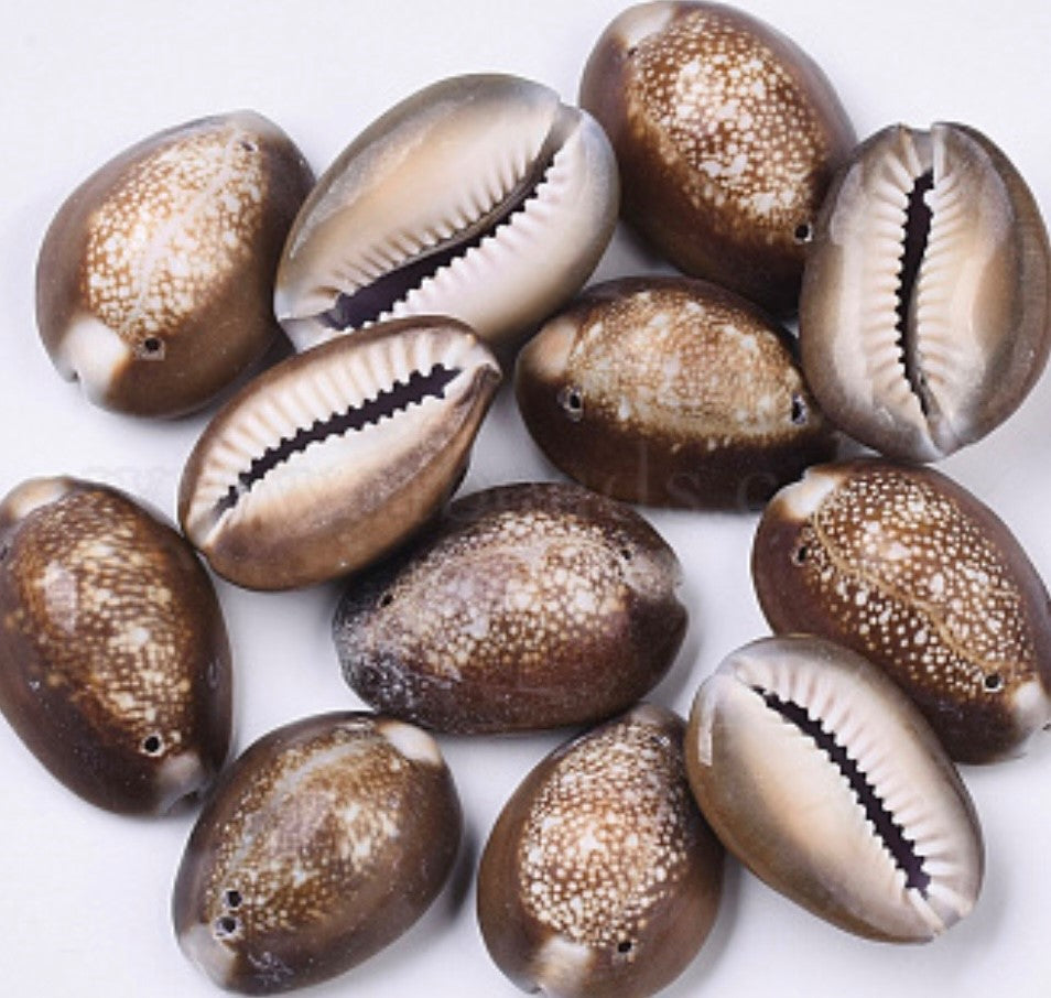 large brown cowrie shell – auleleibyamber