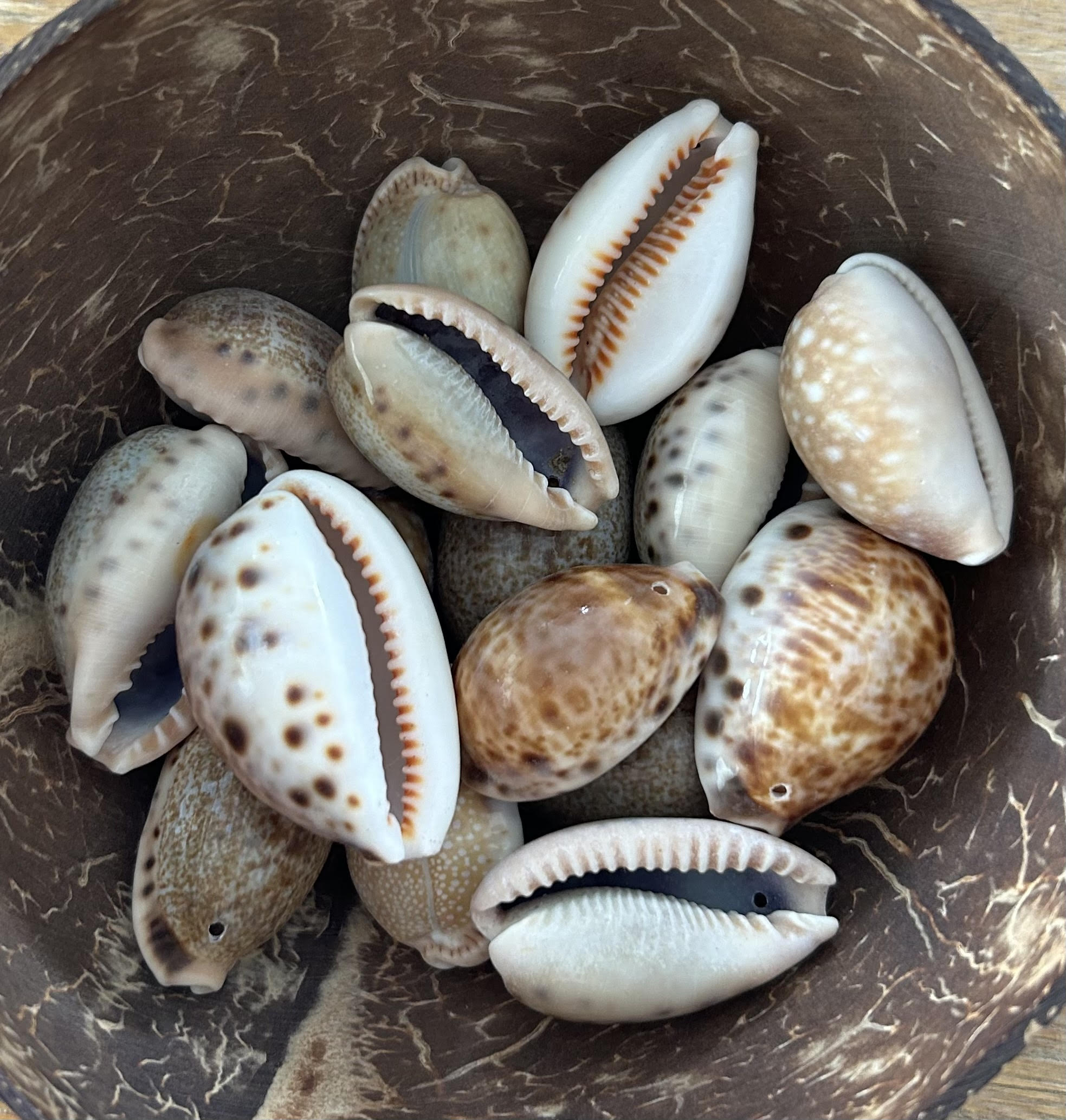 small beige speckled shells (on end of string ties) – auleleibyamber