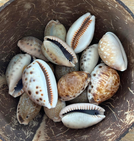 small beige speckled shells (on end of string ties)