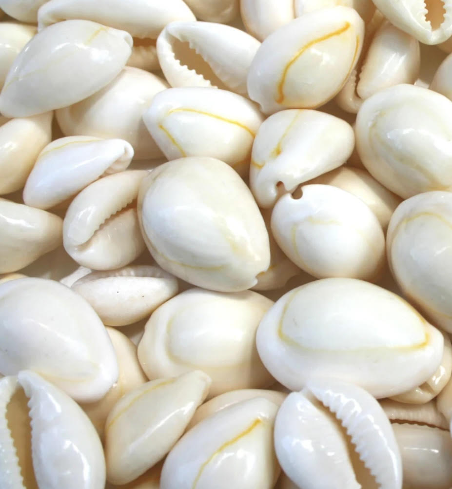 small white shells (on end of string ties) – auleleibyamber